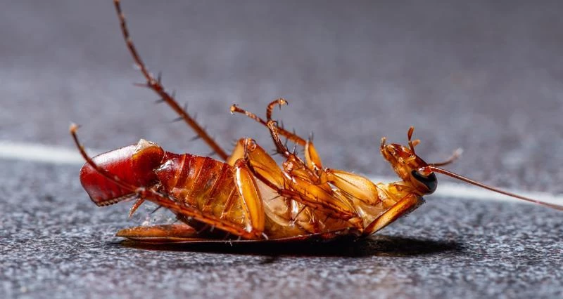 Usługi dezynsekcyjne | Tępienie mrówek, karaluchów, pluskiew